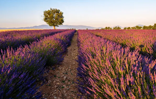 Flowers, tree, lavender