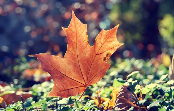 Picture autumn, grass, the sun, light, sheet, dry, maple