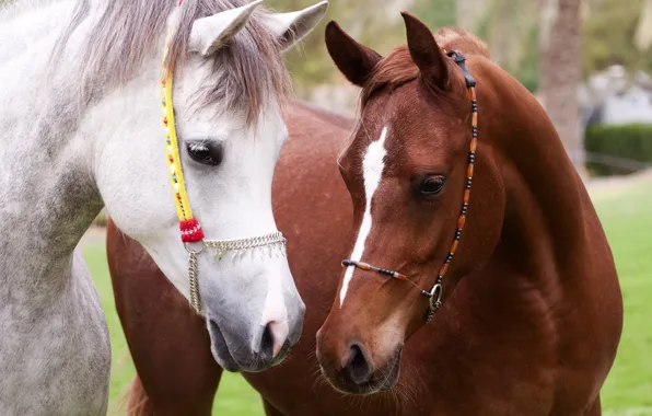 Horses, portrait, horse, friendship, white, brown, muzzle, bridle