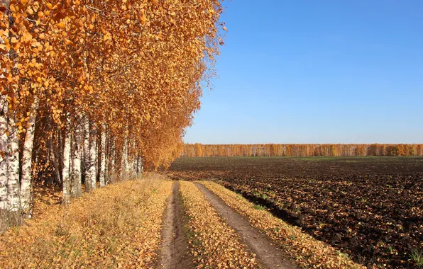 Road, field, autumn, birch