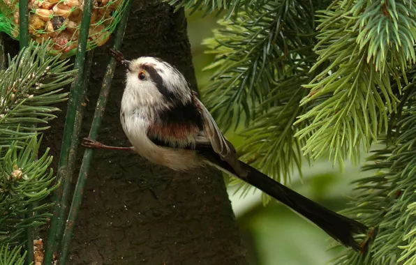 Trees, branches, nature, spruce, bird, needles, long-tailed tit