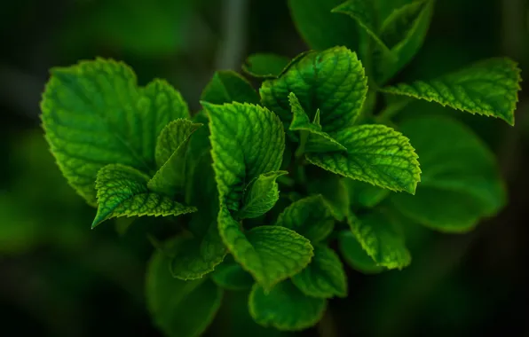 Picture leaves, nature, plant