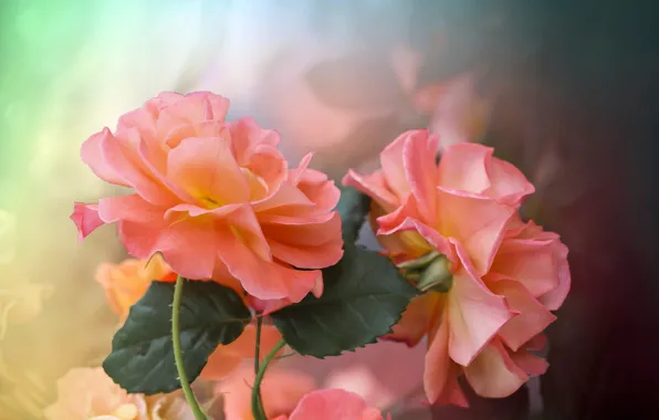 Leaves, flowers, nature, roses