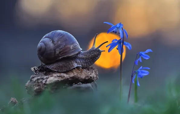 Picture macro, flowers, nature, snail, bokeh