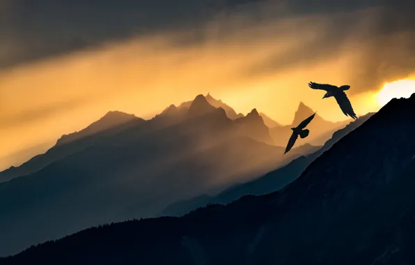Picture light, mountains, birds