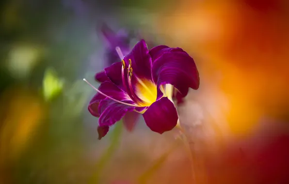 Flower, purple, lilac, Lily, bokeh, blurred background, daylilies