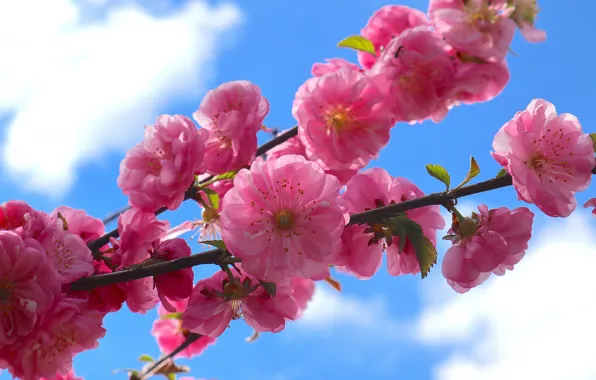The sky, clouds, flowers, branch, spring, Sakura, pink, flowering