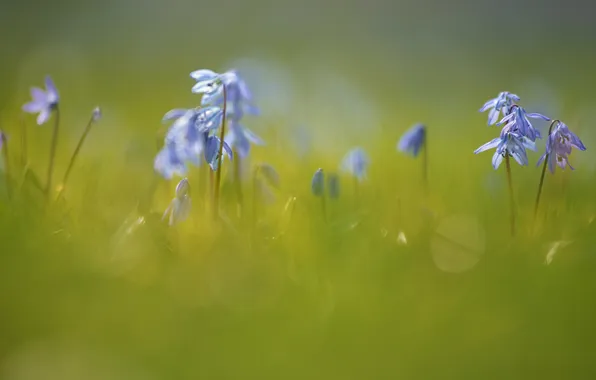 Light, flowers, stems, glade, blur, spring, blue, blur