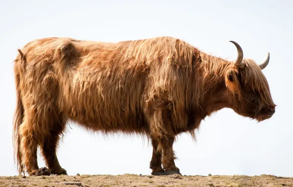 Picture animal, bull, highlander, . Yuk standing on gray sand during day