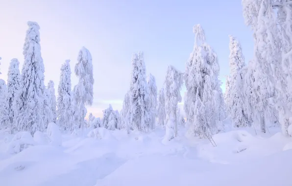 Winter, frost, forest, the sky, snow, in the snow, ate, the snow