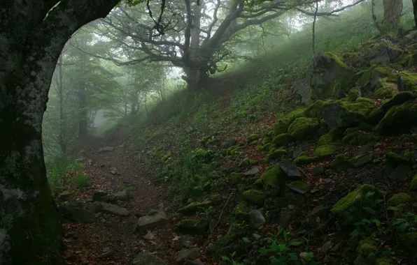 Trees, fog, stones, trail, 152