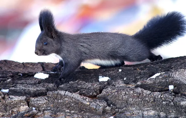 Protein, on the tree, grey coat