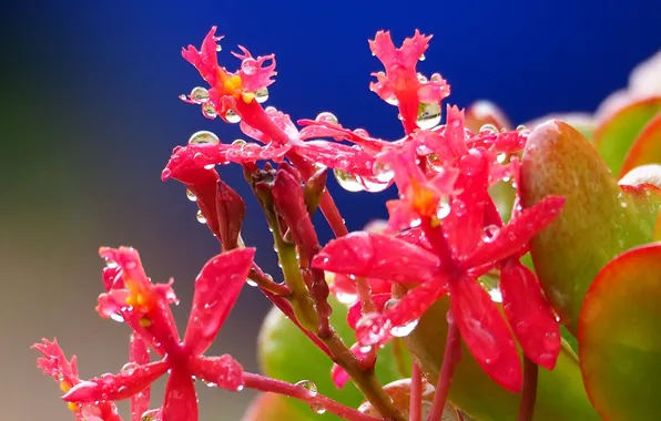 Water, drops, flowers, petals, inflorescence