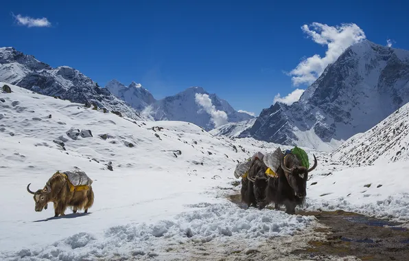 Animals, the sun, snow, mountains, bulls, The Himalayas