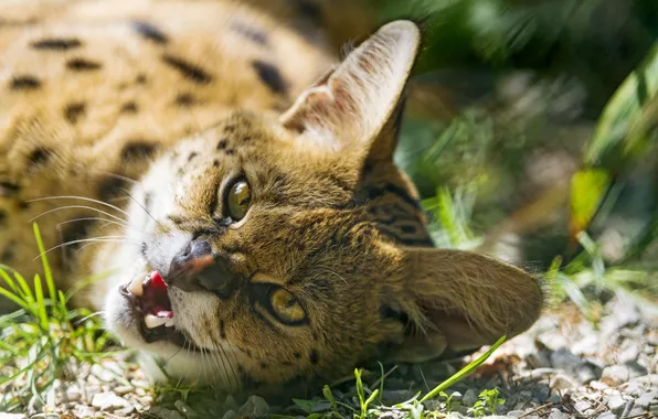 Cat, look, face, Serval, ©Tambako The Jaguar