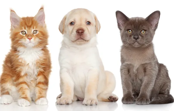 Dog, kittens, puppy, Labrador Retriever, The Burmese, Maine Coon