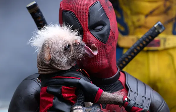 Ryan Reynolds, Deadpool, Marvel Studios, 2024, Deadpool & Wolverine, Dogpool