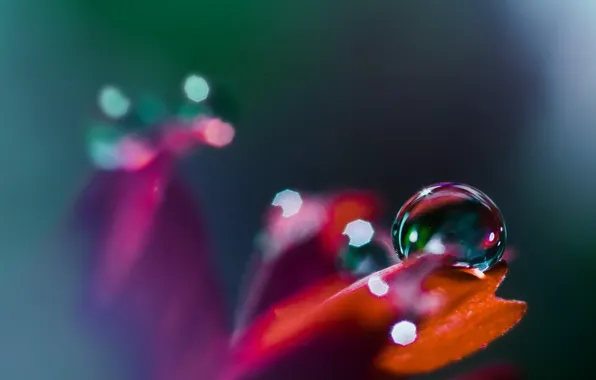 Drop, petals