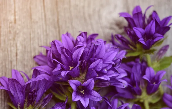 Flowers, background, purple, Board, bells, lilac, blurred