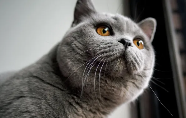 Cat, cat, look, pose, face