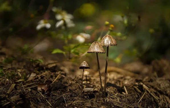 Forest, mushrooms, bokeh