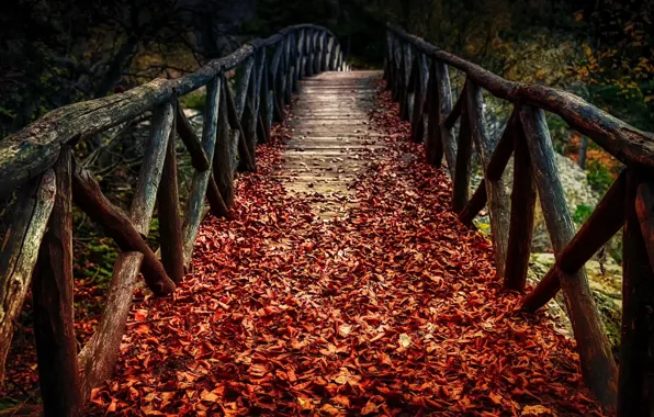 Autumn, leaves, bridge