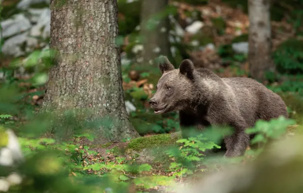 Forest, summer, grass, nature, tree, bear, bear, bear