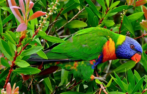 Picture leaves, branches, bird, parrot, Multicolor lorikeet