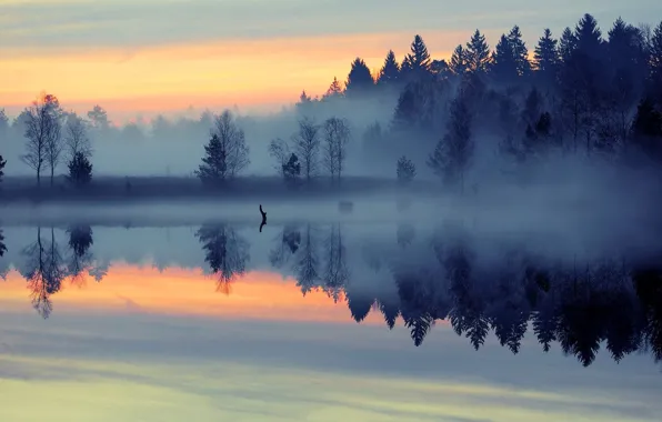 Picture forest, the sky, clouds, trees, nature, fog, river, dawn