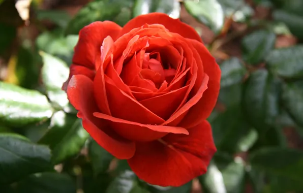 Flower, Red rose, Red rose