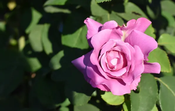 Leaves, light, pink, rose, Bud, shadows, lilac