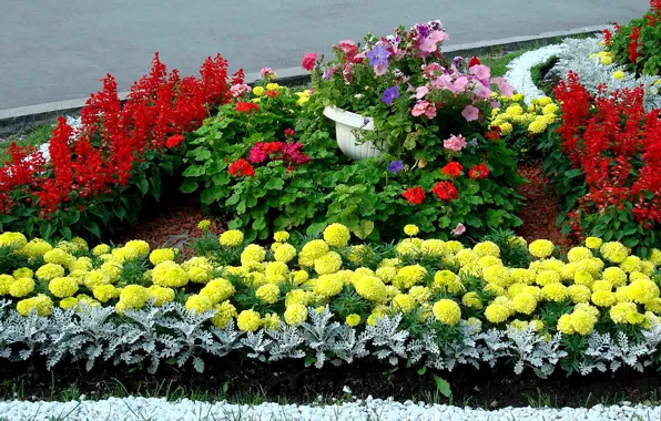 Picture flowers, garden, flowerbed
