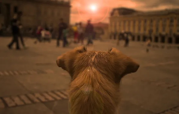 Background, dog, ears