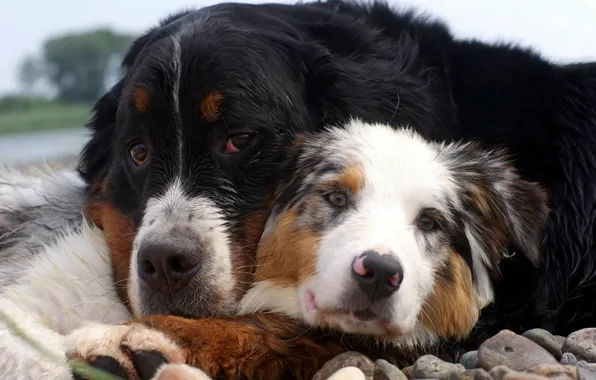 Dogs, stones, friends