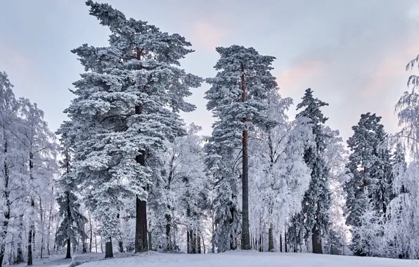 Winter, frost, forest, the sky, snow, trees, nature, tale