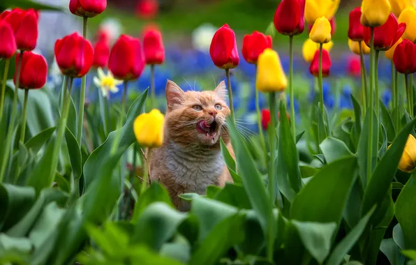 Language, cat, flowers, red, muzzle, tulips, Alexander Pashenichev