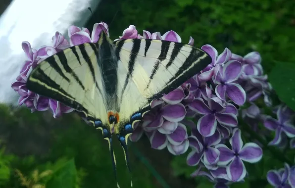 Macro, wings, Butterfly, beautiful, flowering, lilac, closeup