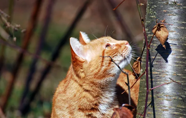 Cat, tree, red, hunting
