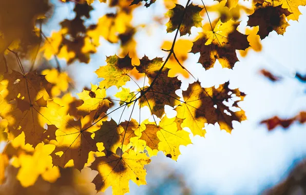 Autumn, leaves, macro, branches, tree, blur