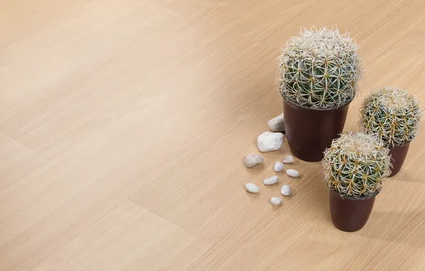 Floor, cacti, pebbles