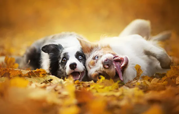 Autumn, dogs, leaves, nature, two, muzzle, Border collie