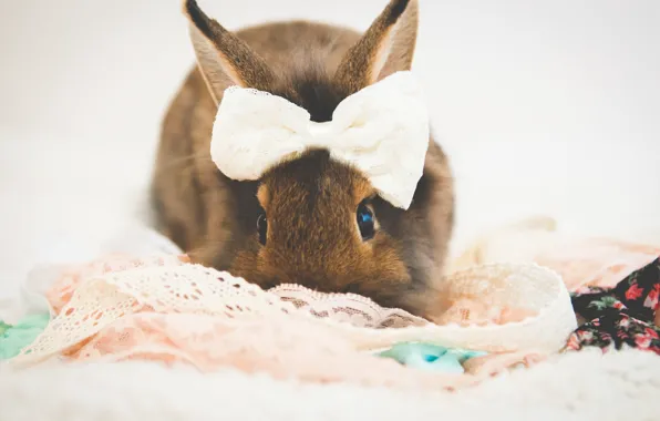 Rabbit, by tiny-tea-party, bow