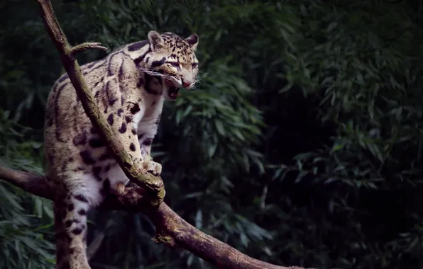 Leopard, big cat, Yawning, Clouded