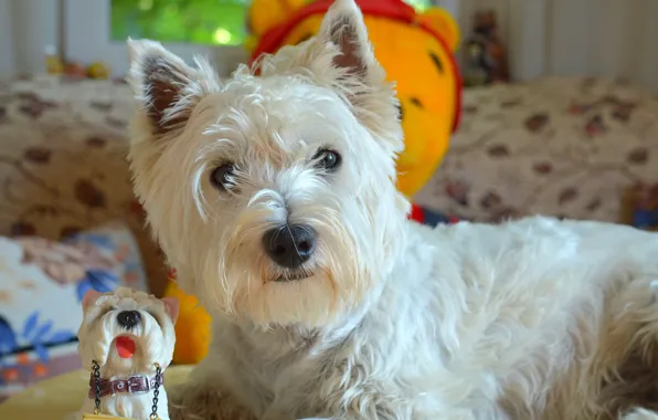 Picture Dog, Dog, The West highland white Terrier