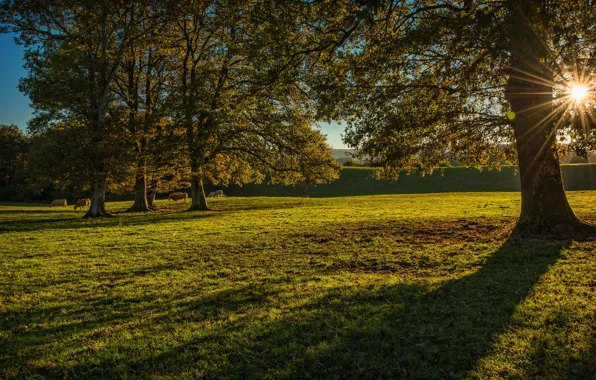 Picture greens, field, grass, the sun, rays, trees, cows, Spain