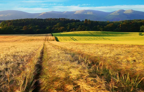 Field, forest, mountains, rye, ears, rye field
