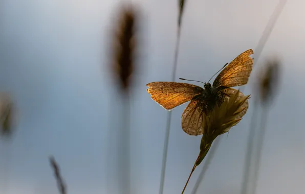 Picture macro, light, background, stems, butterfly, orange, spikelets, insect