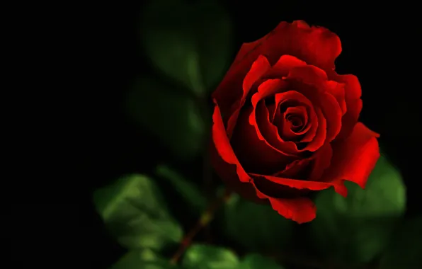 Flower, macro, dark, rose