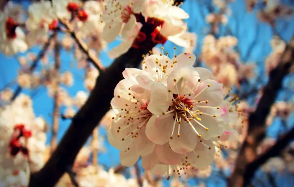 Picture the sky, macro, joy, spring, apricot, flowering