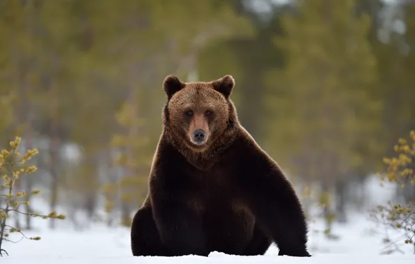 Winter, forest, look, face, snow, nature, pose, paws
